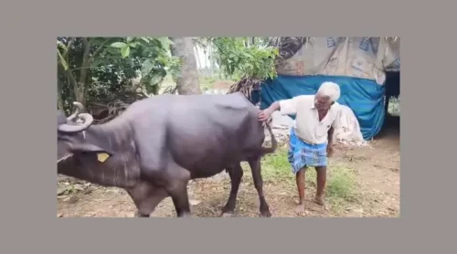 a buffalo was raped in west godavari