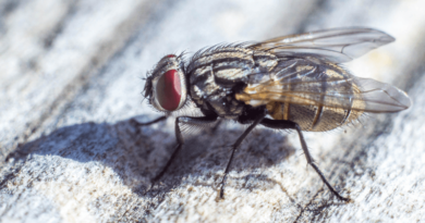 man loses an eye due to a fly