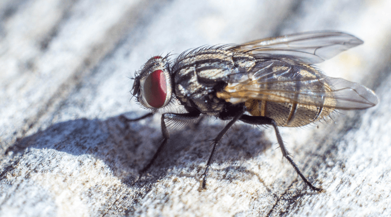 man loses an eye due to a fly