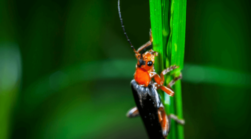 singapore residents eats these 15 type of insects