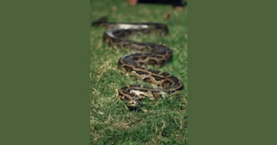 woman went out get medicines found dead in python's mouth