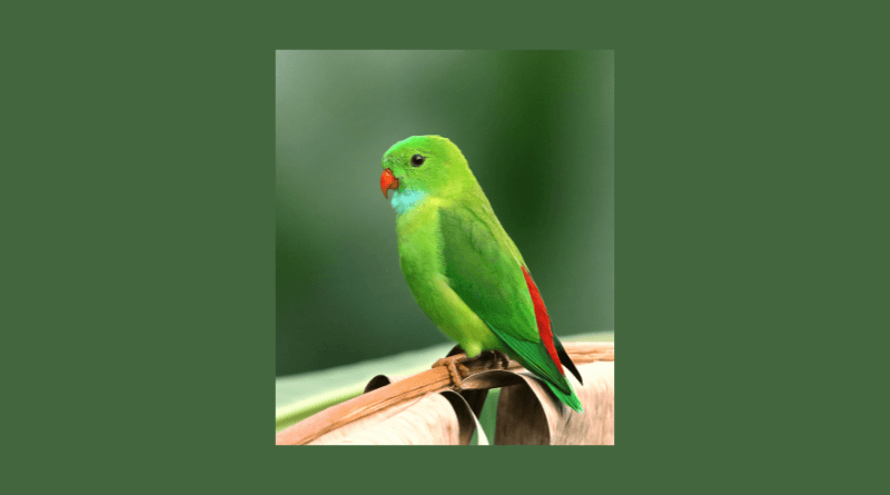 a parrot saved many lives during Kerala Landslides