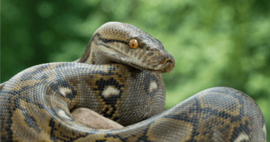 a python bites on a mans testicles