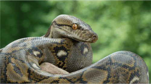 a python bites on a mans testicles