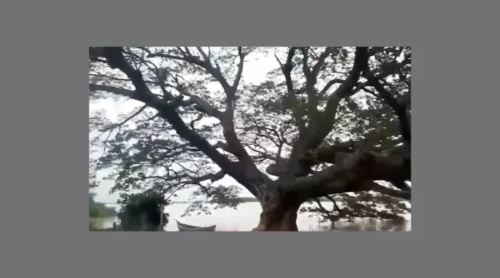 this tree has appeared in many films now cannot be seen anymore