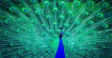 where to keep peacock feathers according to vastu