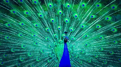 where to keep peacock feathers according to vastu