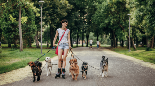 a dog walker earns up to 80k per month