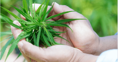 congress green signal for ganja cultivation in himachal pradesh