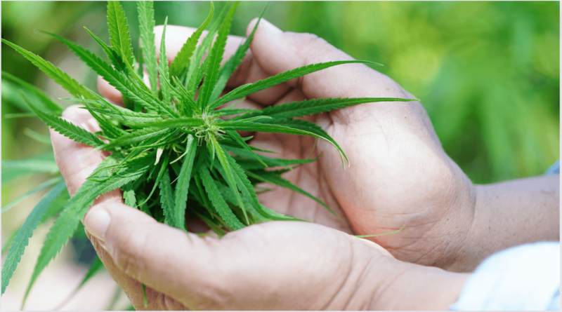 congress green signal for ganja cultivation in himachal pradesh