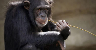 famous chimpanzee killed baby