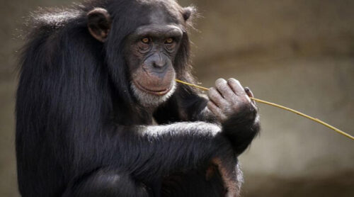 famous chimpanzee killed baby