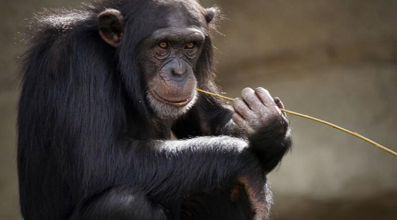 famous chimpanzee killed baby