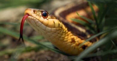 man detained by police dies by snake bike