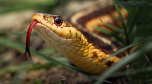 man detained by police dies by snake bike