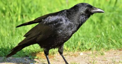 spiritual doubts regarding crow