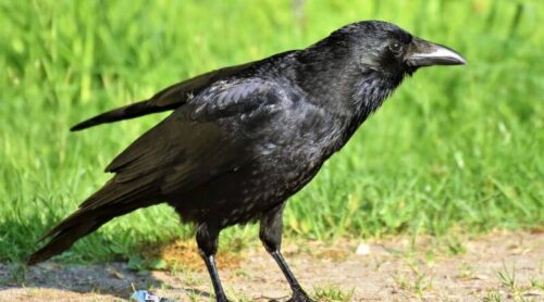 spiritual doubts regarding crow