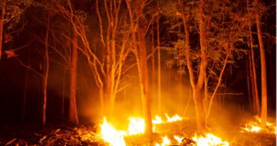 woman starts wild fire to flirt with fire fighters