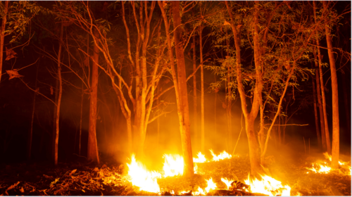 woman starts wild fire to flirt with fire fighters