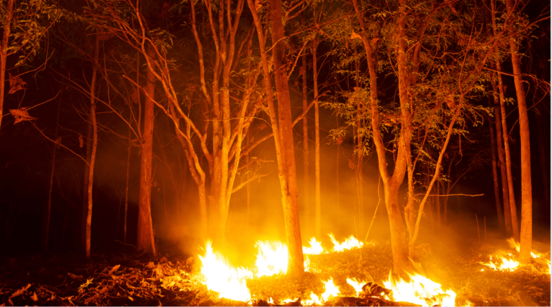 woman starts wild fire to flirt with fire fighters